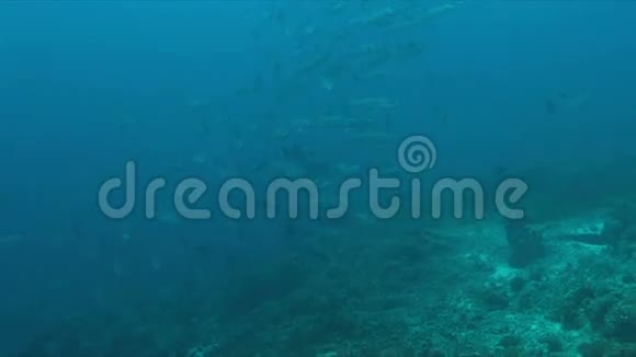 珊瑚礁上的4k黑鳍Barracudas视频的预览图