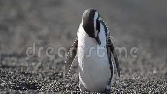 巴塔哥尼亚企鹅视频的预览图