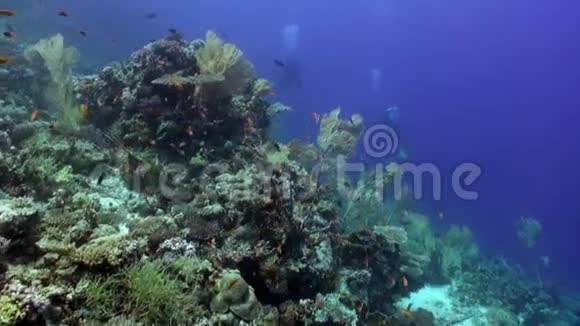 在珊瑚礁水下的鱼群附近潜水红海视频的预览图