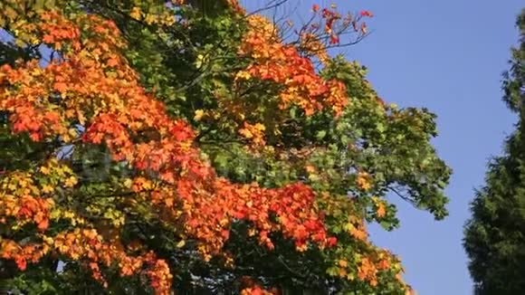 秋天公园里五颜六色的树叶视频的预览图