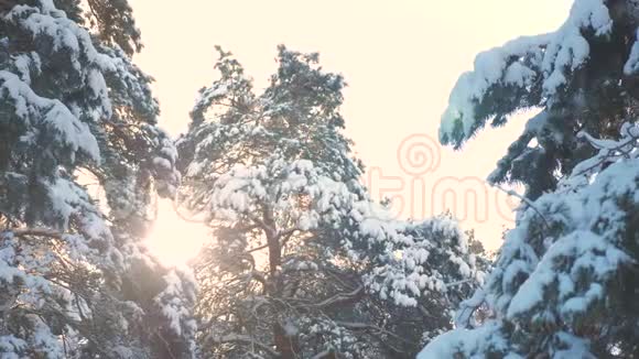 树顶冬季松雪枝阳光在日落时眩光冬季景观冬日阴天树梢视频的预览图