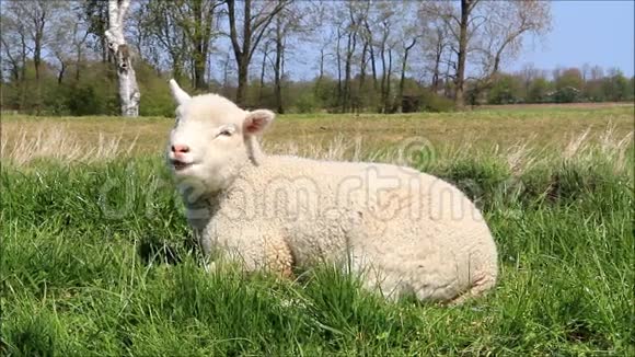 草里的甜白羊肉视频的预览图