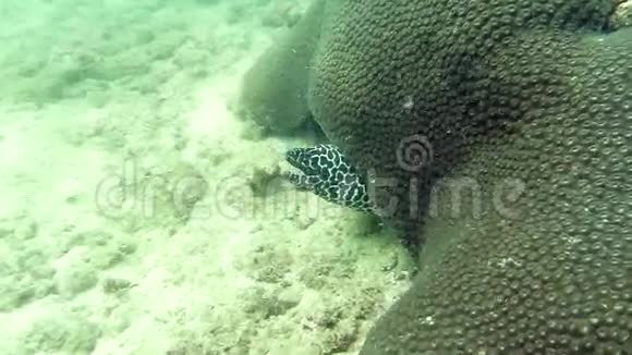 斑马鳗鱼视频的预览图