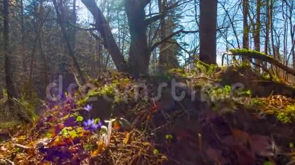 春天的森林和鲜花随着鹤的流逝视频的预览图