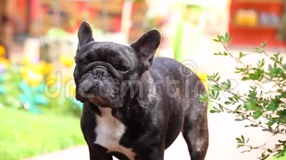 黑色法国斗牛犬夏季花园视频的预览图