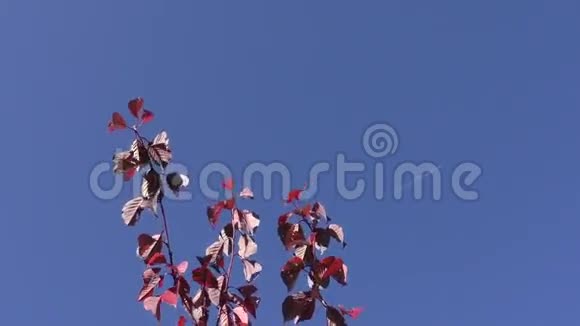 树枝带秋叶视频的预览图
