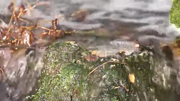 漂浮的水小溪河流视频的预览图