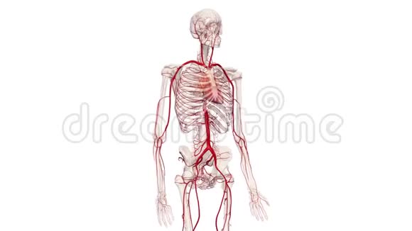 人体动脉视频的预览图