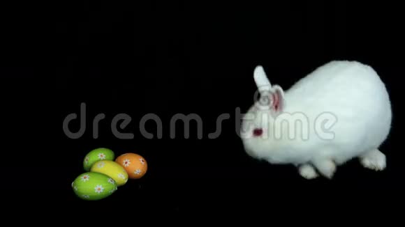 毛茸茸的白兔嗅着复活节鸡蛋视频的预览图