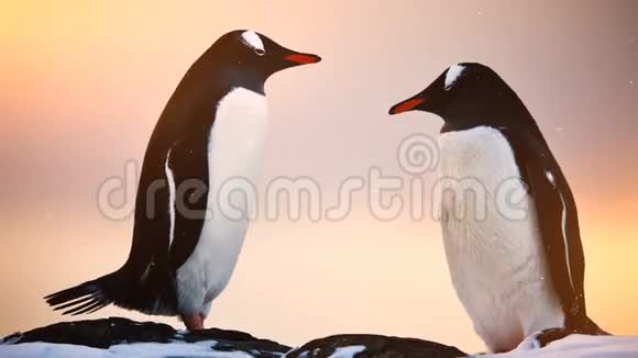 南极野生动物两只黑白企鹅休息视频的预览图