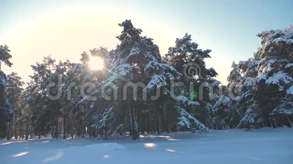 冬松林中雪的阳光运动冻霜圣诞新年树概念新年冬天慢慢慢慢视频的预览图