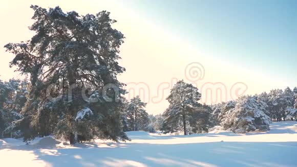 冬松日林中雪的阳光运动冻霜圣诞新年树概念新年冬季视频的预览图