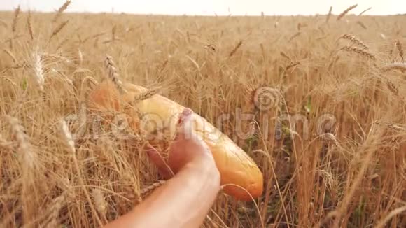 人们在麦田里过着一种生活方式慢动作视频小麦领域的成功农学家视频的预览图