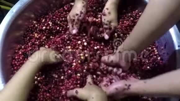 宾尼安蒂德斯马布尼乌斯家庭葡萄酒加工手工粉碎水果视频的预览图