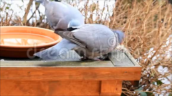 冬天喂鸽子视频的预览图