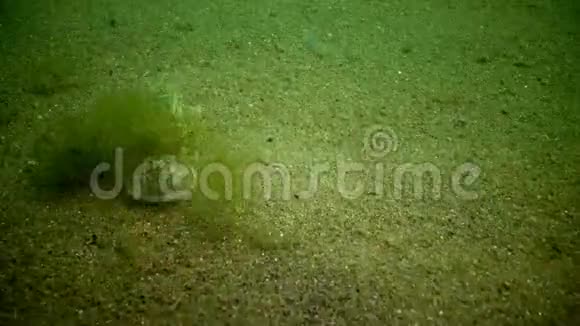海崖厄波格比亚波西拉视频的预览图