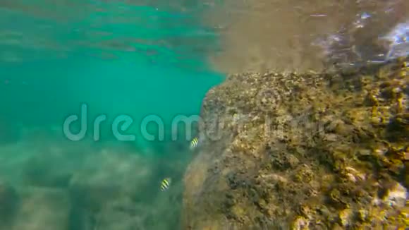 一条热带鱼在海里游动的慢镜头视频的预览图