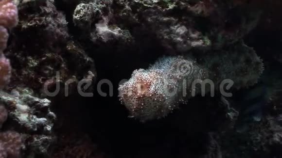 水下放松视频关于海洋自然在纯净透明的红海视频的预览图