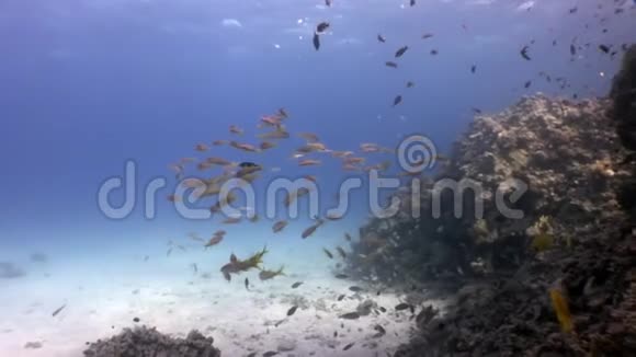 鱼学水下红海视频的预览图