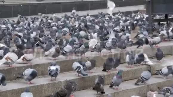 许多鸽子在街上吃食物视频的预览图