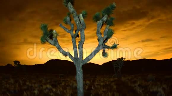 约书亚树在夜间的时间流逝视频的预览图
