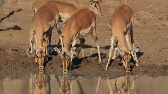 斑羚羚羊喝酒视频的预览图