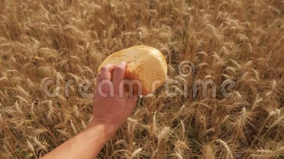 人在麦田里捧着一个金色的面包慢动作视频小麦领域的成功农学家收获视频的预览图