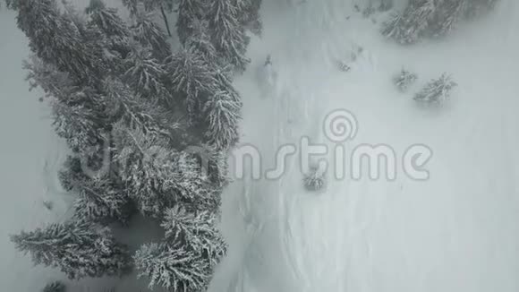 用白雪覆盖的圣诞树俯瞰道路视频的预览图