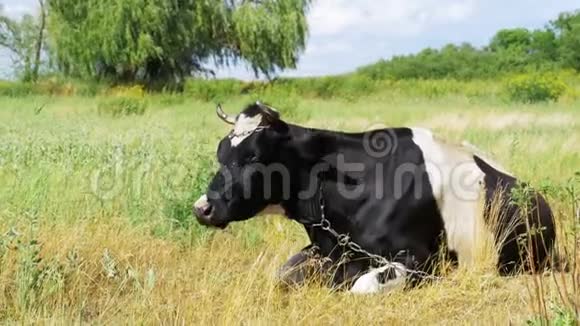 牛躺在草地上吃草视频的预览图