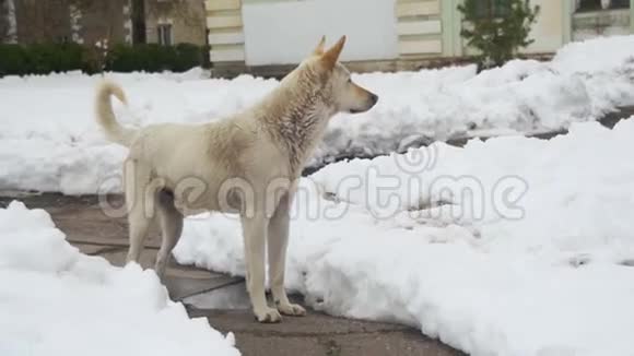 冬天在雪街上的无家可归的白狗慢动作视频的预览图