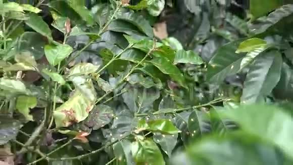 咖啡植物植物农场自然视频的预览图