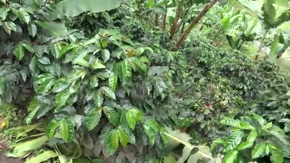 咖啡植物植物农场自然视频的预览图