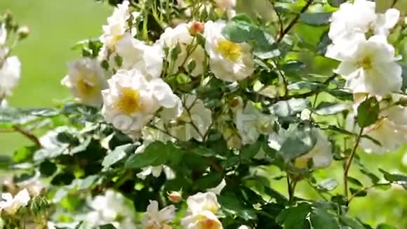 白玫瑰种植视频的预览图