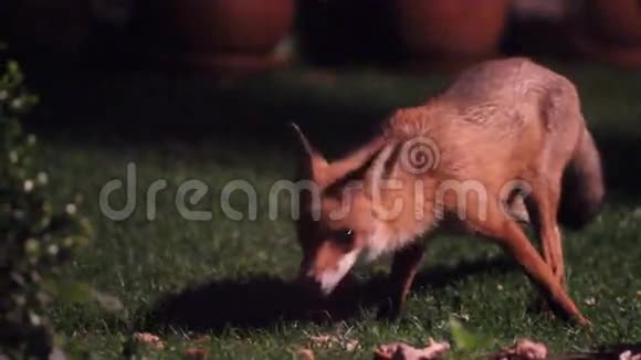 晚上狐狸在城市花园喂食视频的预览图