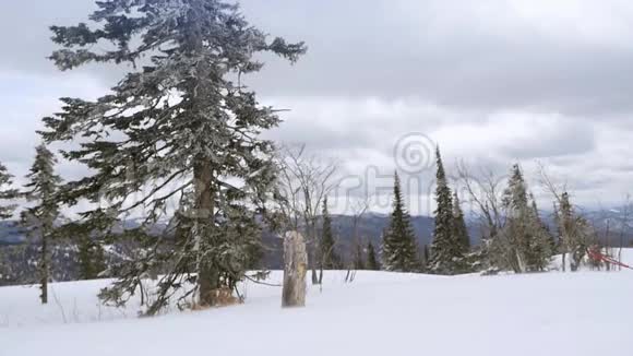 美丽的冬季景观雪覆盖树木在降雪缓慢1920x1080视频的预览图