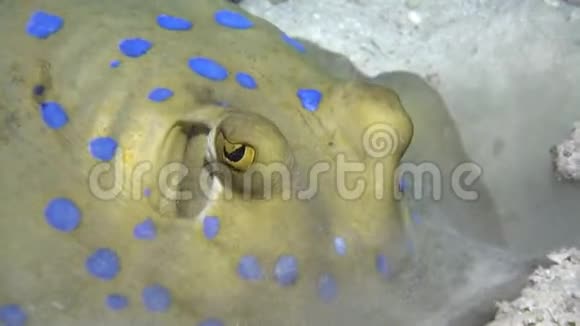 蓝斑黄貂鱼视频的预览图