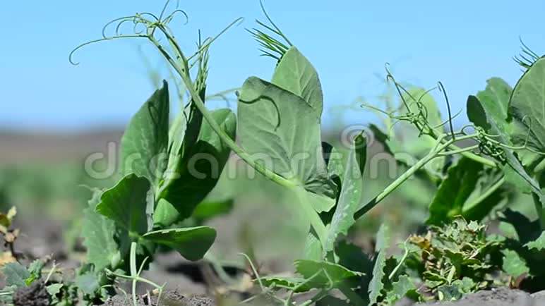 春期青豆逆天植物视频的预览图