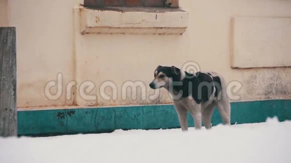 冬天在雪街上的无家可归的狗慢动作视频的预览图