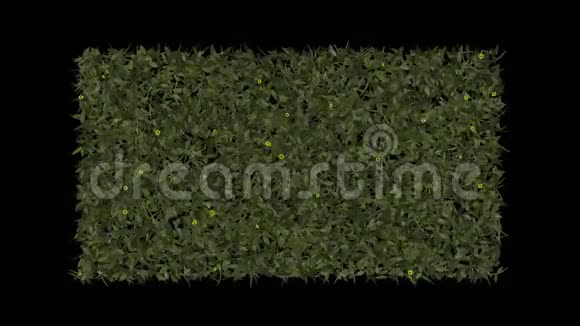 生长春季雏菊冬季茉莉花枝条植被植物视频的预览图