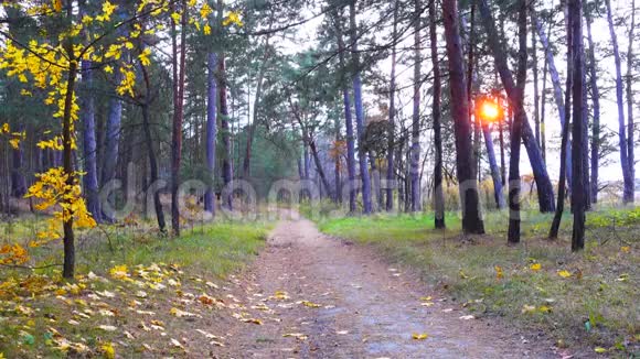 路穿过美丽的秋林视频的预览图