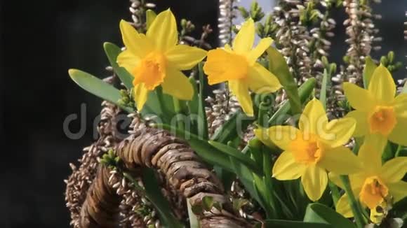 黄色水仙春天春天花园水仙视频的预览图