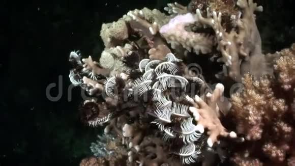 水下放松视频关于珊瑚礁在纯净透明的红海视频的预览图