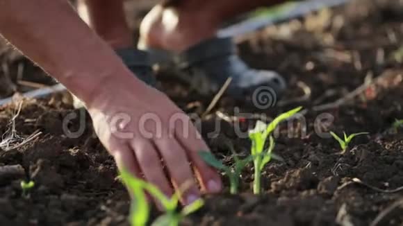 有机生态场玉米幼长锄草田农户视频的预览图