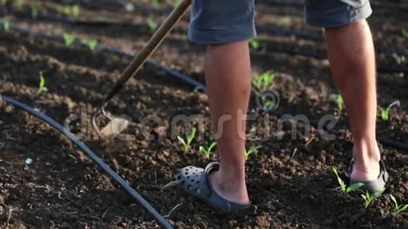 有机农耕田锄草玉米幼长视频的预览图