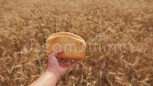 人类在麦田里拿着面包慢动作视频小麦领域的成功农学家收获时间面包视频的预览图