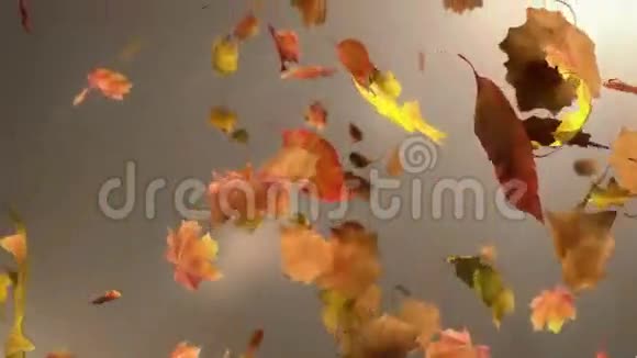 落叶循环背景视频的预览图