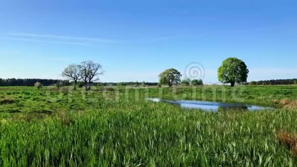 宁静的夏季景观池塘附近有绿树视频的预览图