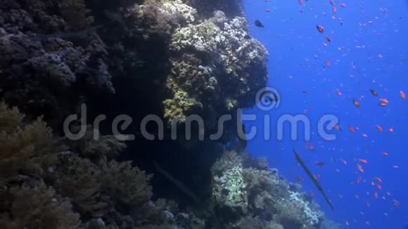 深海潜水在珊瑚礁放松水下红海视频的预览图