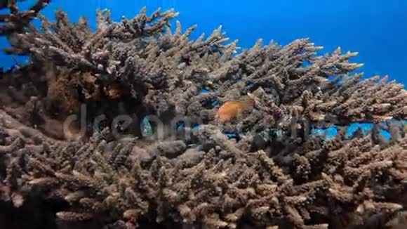 红海沙深海底的五颜六色的珊瑚视频的预览图