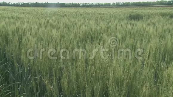 麦地麦穗和阳光明媚的日子视频的预览图